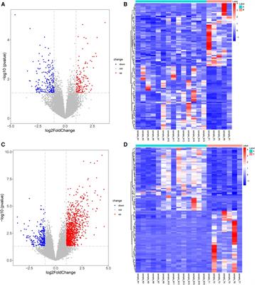 Transcriptomics integrated with metabolomics reveals partial molecular mechanisms of nutritional risk and neurodevelopment in children with congenital heart disease